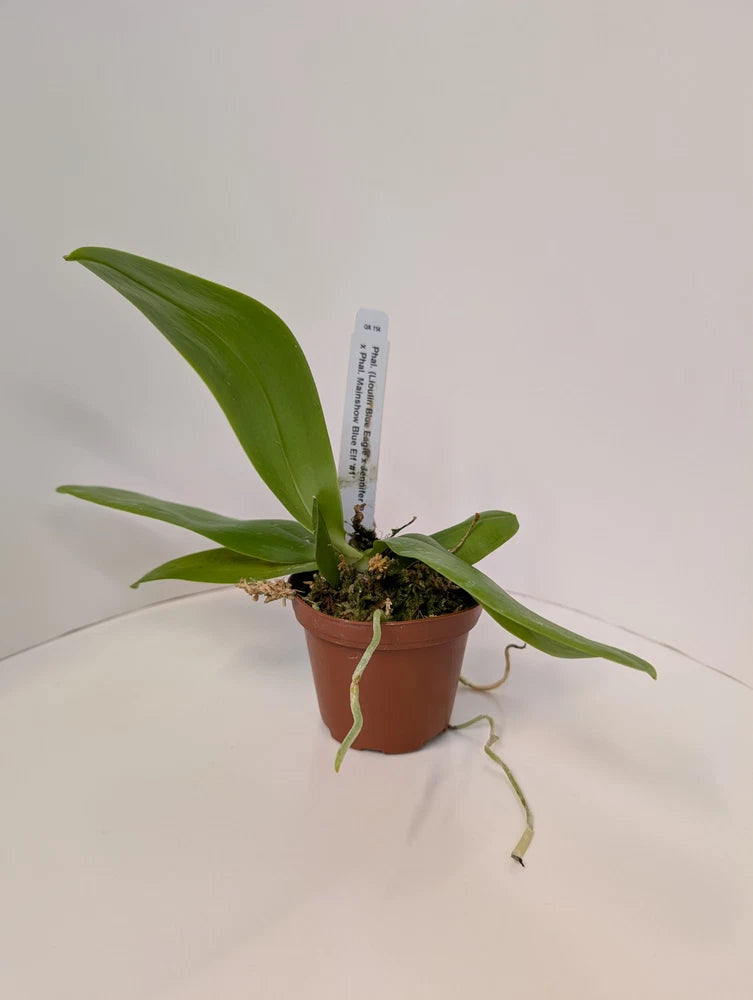 Potted orchid plant with long green leaves in terracotta pot