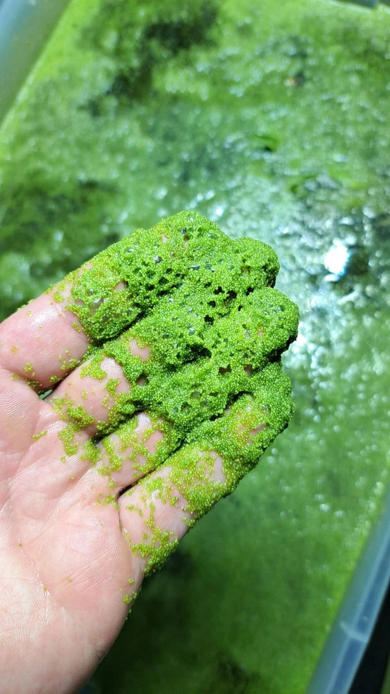 10 grams LIVE Wolffia globosa - World's Smallest Plant Flowering Plants