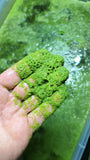 10 grams LIVE Wolffia globosa - World's Smallest Plant Flowering Plants
