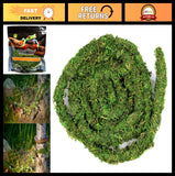 Real Moss Vine 12FT - Natural Green Decorative Plant, Perfect for Aquariums & Cr Green Plant