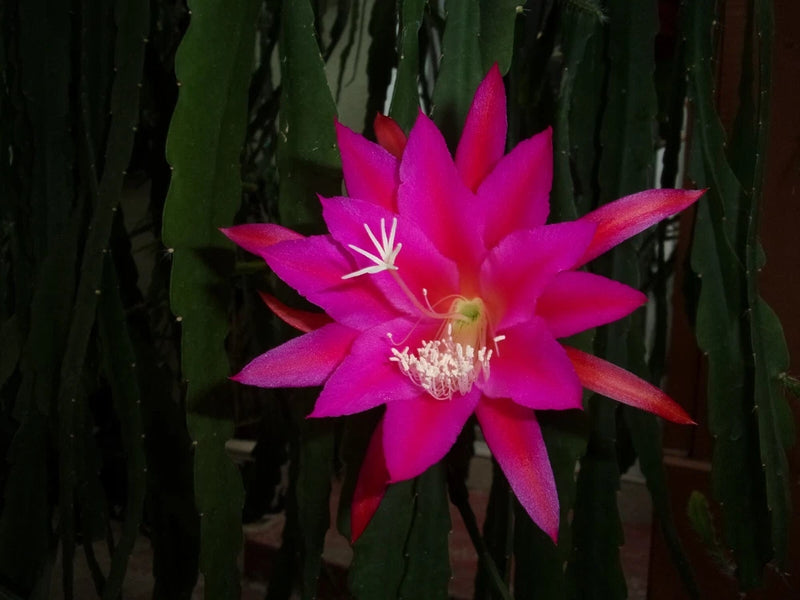 Pink-purple Epiphyllum orchid flower on cactus cutting with visible stamens