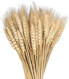 Dried Wheat Sheaves Bundle Bouquet Bunch Flowers Arrangement Decor Dried Flower