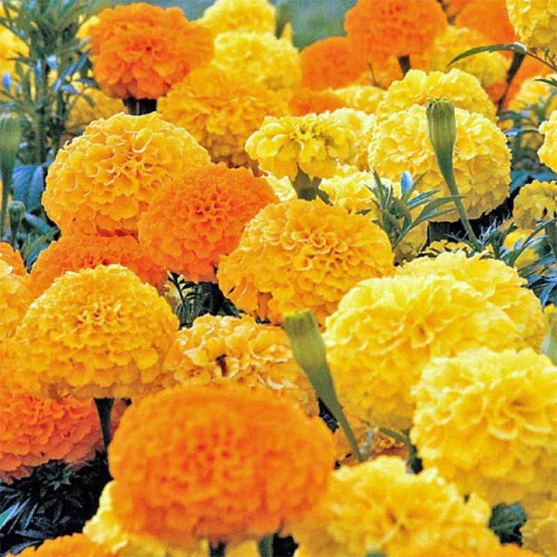 200+ AFRICAN MARIGOLD - CRACKERJACK MIX ---- LARGE FLOWERS ---- AAS AWARD WINNER Garden Plants