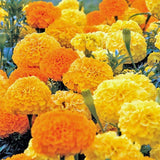 200+ AFRICAN MARIGOLD - CRACKERJACK MIX ---- LARGE FLOWERS ---- AAS AWARD WINNER Garden Plants