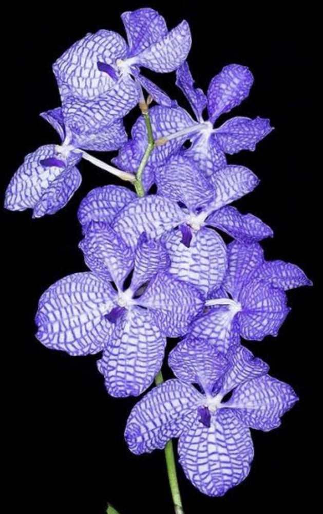 Blue-purple Vanda orchid blossoms with textured petals and green stems