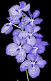 Vanda coerulea Species   BS Orchid Orchids