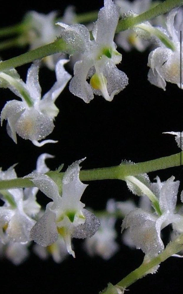 Orinthocephalus dolabratus Orchids