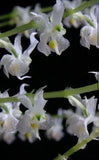Orinthocephalus dolabratus Orchids