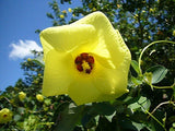25 YELLOW HIBISCUS SEEDS -  Talipariti hamabo Flowering Plants
