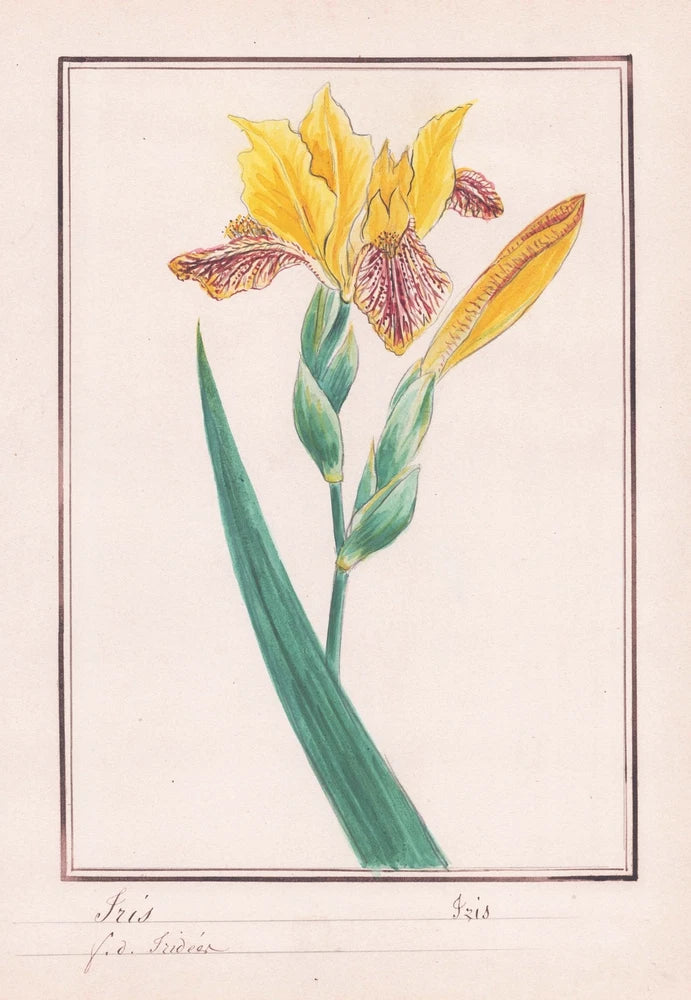 Botanical watercolor print of a yellow iris flower with green sword leaves in a frame