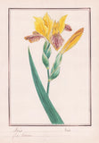 Iris Sword Lily Flower Botany Plant Watercolor 1830 Lily