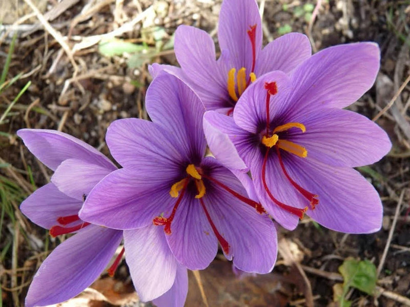 Crocus sativus SAFFRON Bulbs Plant now for Garden Flowers Fall Blooms Grow Spice Garden Plants