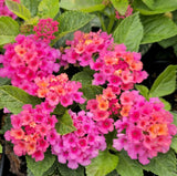Set 2 Lantana Athens Rose Live Plants - 4-6" Tal - Flowering Plant for Landscapi Flowering Plants