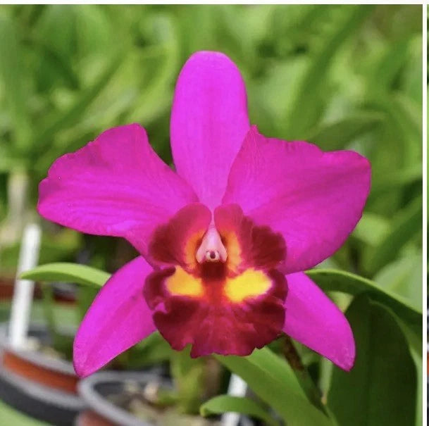 Pink and purple orchid flower with yellow center in a pot