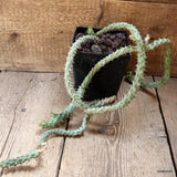D4558 EUPHORBIA ACTINOCLADA pot14-H28-W40 cm MaMa Cactus Green Plant