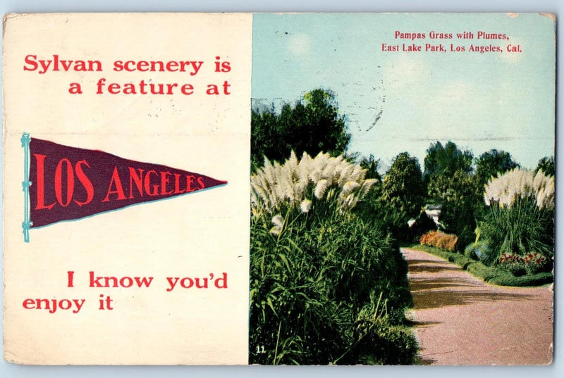 Los Angeles California CA Postcard Pampas Grass With Plumes 1913 Vintage Pennant Pampas Grass