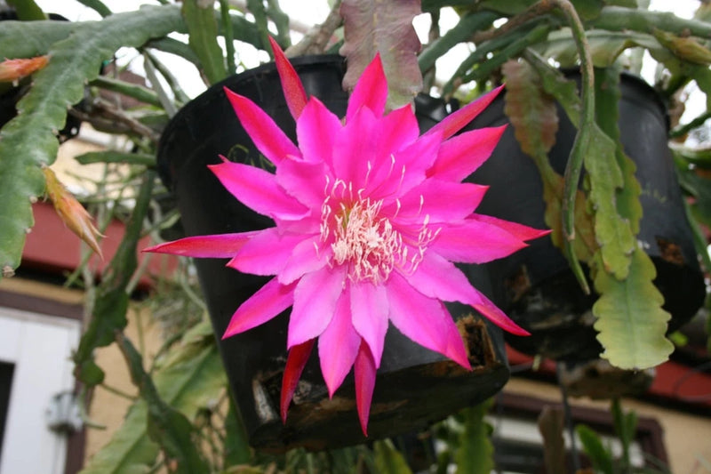 Orchid cactus flower in black pot, vivid pink magenta petals with light pink center