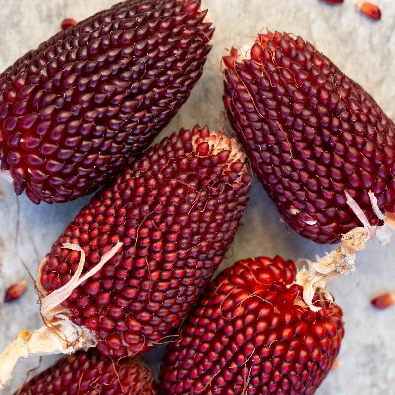 RED STRAWBERRY CORN SEEDS - 50 COUNT - FRESH FOR GARDENS Garden Plants