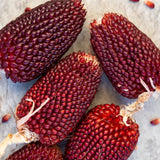 RED STRAWBERRY CORN SEEDS - 50 COUNT - FRESH FOR GARDENS Garden Plants