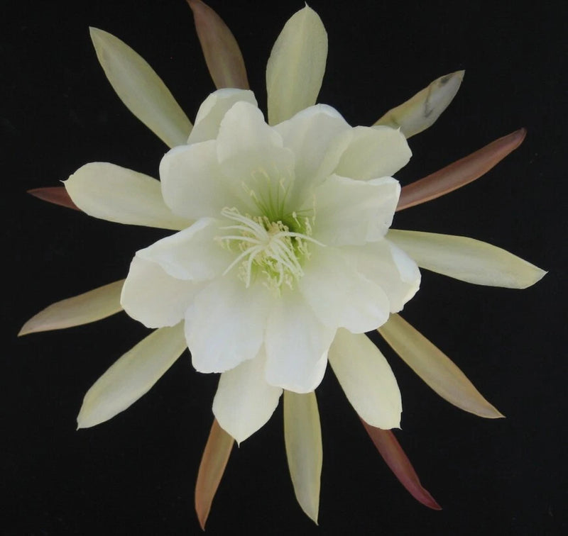 White orchid cactus flower with pale yellow center and long pointed petals