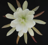 Epiphyllum, Orchid Cactus, " GREEN ICE ", Don's Quart pots APRIL/1 Orchids