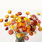 24 Pcs Natural Dried Straw Flowers Daisy, Orange Dried Flowers Arrangements for Dried Flower