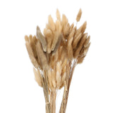 Dried bunny tail grass stems, beige and brown on slender stems