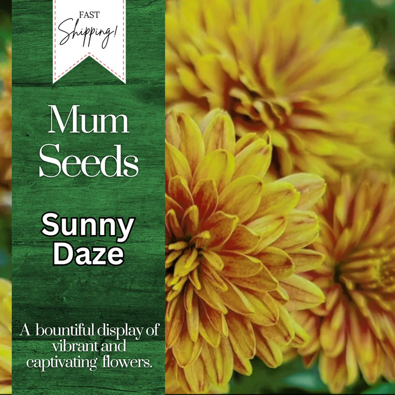 Sunny Daze Mum Chrysanthemum Seeds 200+ Seeds Mum Flower, Flower Seeds, Annual Flowering Plants