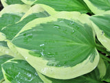 20 PILGRIM HOSTA SEEDS - Hosta 'Pilgrim' Garden Plants
