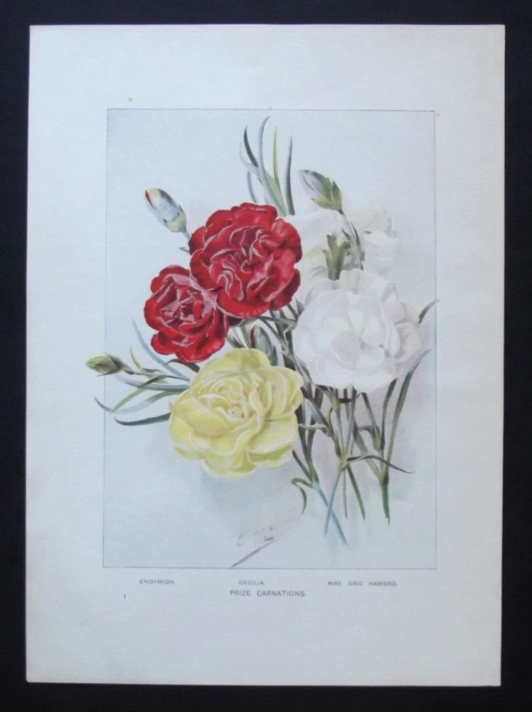 Antique botanical carnation print with red and white flowers on pale background