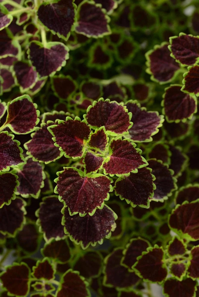 Burgundy coleus live plant leaves with green fringed edges, close-up