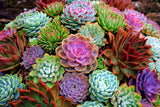 50 x Echeveria Mixed Varieties Seeds -  Succulent-Plant Flowers Succulents Flowering Plants