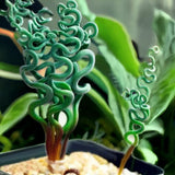 Transform Your Garden with 100 Seeds Spiral Grass Seeds Ð Green Succulents Garden Plants