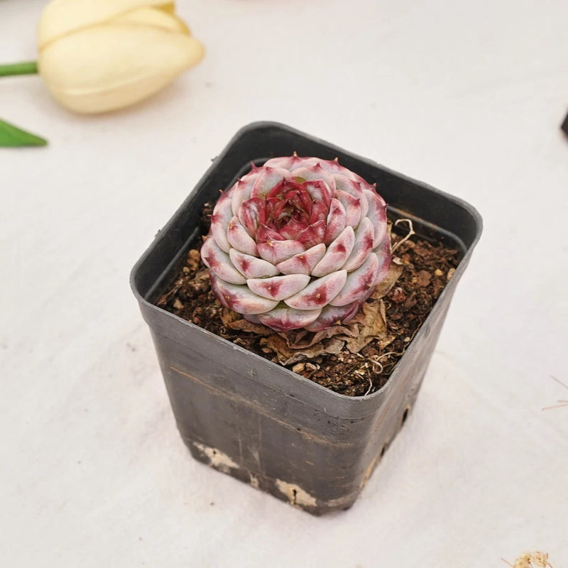 Live red and white echeveria succulent rosette in black plastic pot