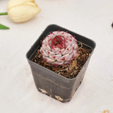 2'' Echeveria Red Velvet, Live Succulent Plants,Rare Plants Roses