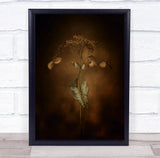 Withe Hydrangea dry flower leaves Wall Art Print Hydrangea