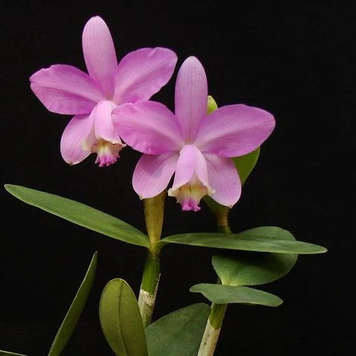 Pink orchid blossoms with green leaves and stems