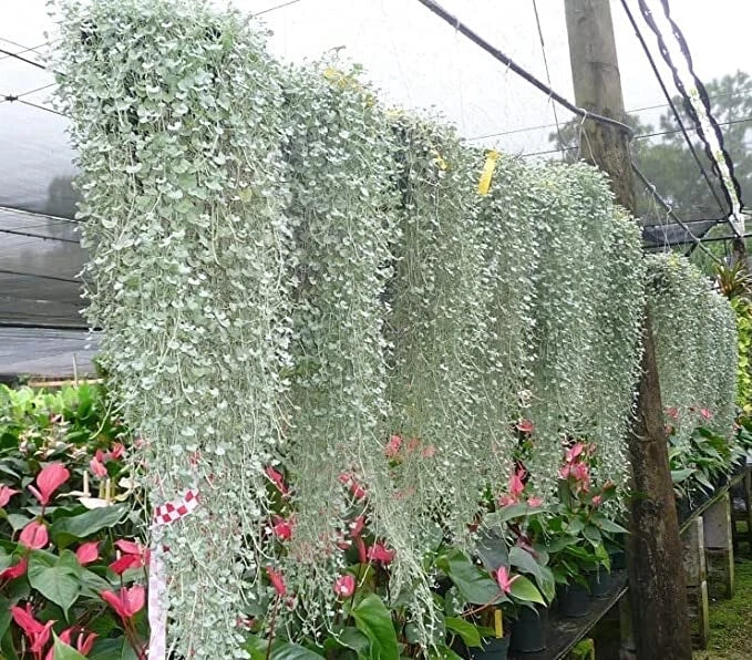 Silver Falls Dichondra Seeds for Planting (10 Seeds) - Stunning Weeping Plant Flowering Plants