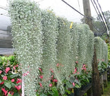 Silver Falls Dichondra Seeds for Planting (10 Seeds) - Stunning Weeping Plant Flowering Plants