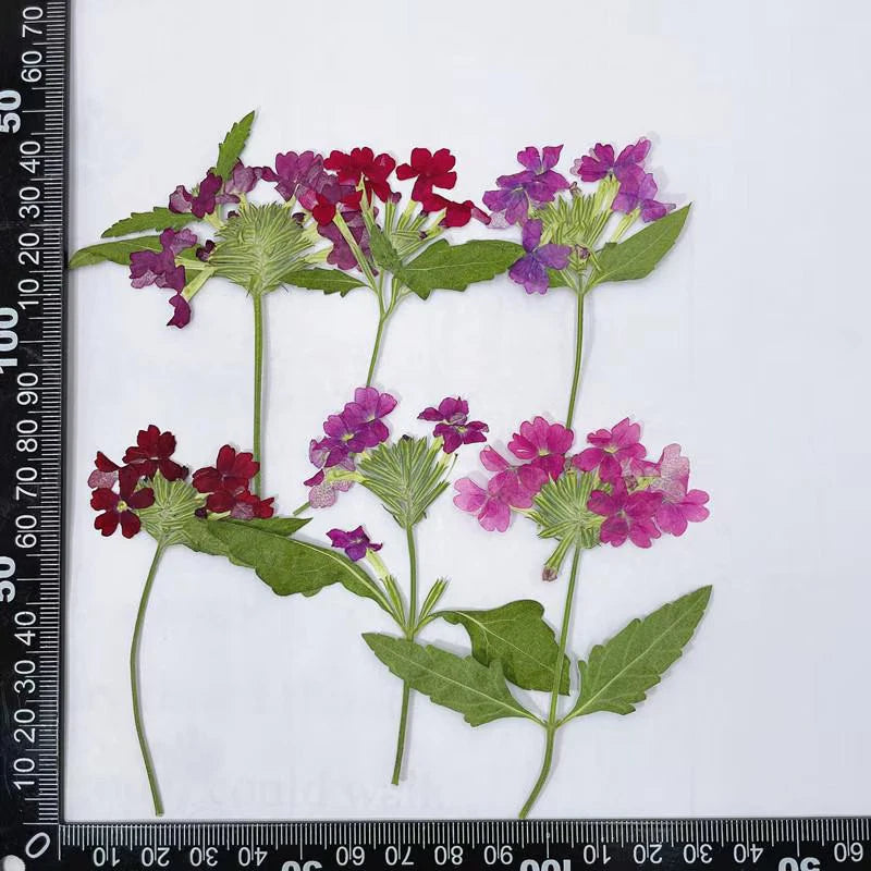 Pressed dried flower set with pink and purple blossoms, green leaves and stems