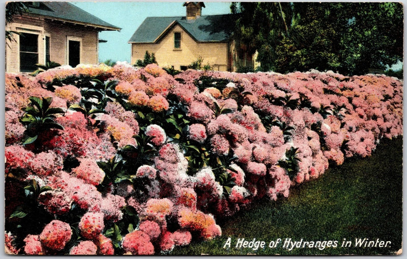 A Hedge of Hydrangeas In Winter House Flower Garden Lawn Posted Postcard Hydrangea