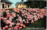 A Hedge of Hydrangeas In Winter House Flower Garden Lawn Posted Postcard Hydrangea