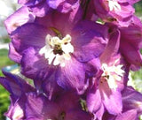 DELPHINIUM ASTOLAT Delphinium Cultorum - 50 Bulk Seeds Garden Plants