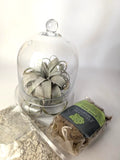 Glass Cloche New  Indoor Garden Terrarium Syndicate Home and Garden Air Plants Garden Plants