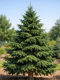 Norway Spruce Tree 2-3ft Tall Now Live Evergreen Tree Ready To Plant Now Green Plant