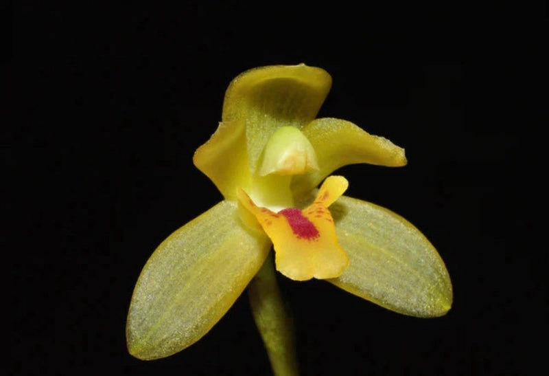 Maxillaria chacoensis Orchids