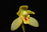 Maxillaria chacoensis Orchids
