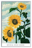 KS Kansas  Sunflower Official State Flower Unposted Chrome Postcard Sunflower