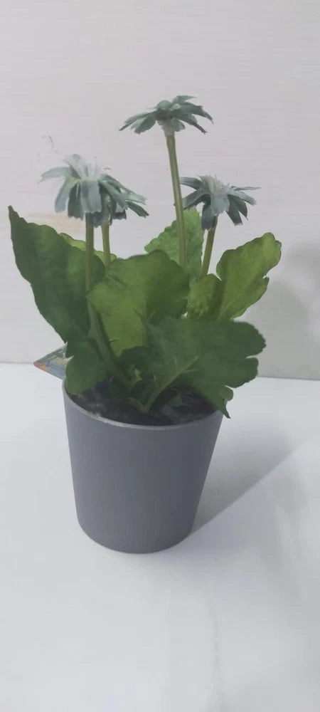 Mini Artificial Potted Plant Light Blue African Daisy Faux Flowers Tabletop Deco Green Plant