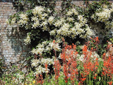 50 JAPANESE HYDRANGEA VINE White Flower Schizophragma Hydrangeoides Seeds Hydrangea